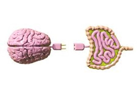 conexión cerebro intestino